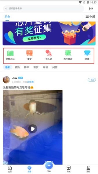 龙巅