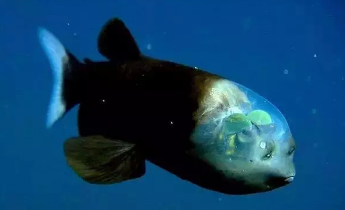 神奇海洋2025年10月30日答案：管眼鱼有一双管状眼睛，猜猜有什么优势?