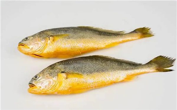 神奇海洋2025年11月20日答案：黄姑鱼与以下哪种鱼亲缘关系更近?