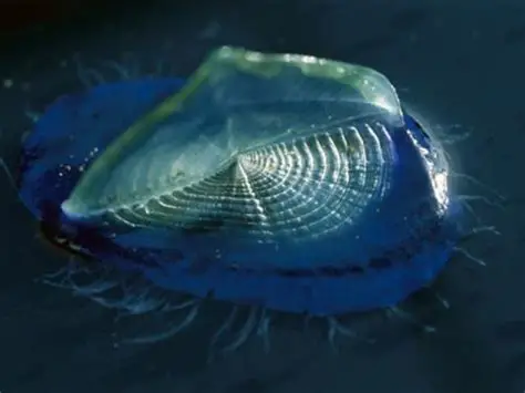 神奇海洋2025年12月01日答案：帆水母主要靠什么在水面移动?