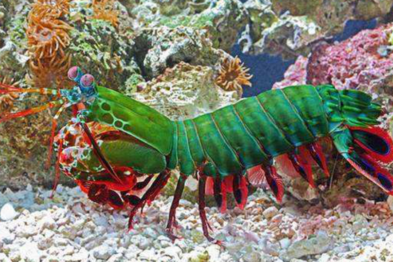 神奇海洋2025年12月02日答案：螳螂虾拥有动物界最复杂的?